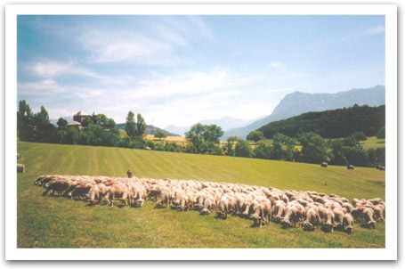 moutons.jpg (42677 octets)